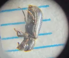 Pine Powderpost Beetle thumbnail 1