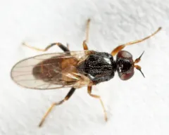 Elachiptera nigriceps thumbnail 2