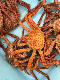 Golden King Crab thumbnail 3