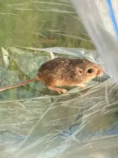 Plains Pocket Mouse thumbnail 3