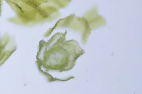 Narrow-leaved Leskea Moss