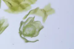 Narrow-leaved Leskea Moss thumbnail 1