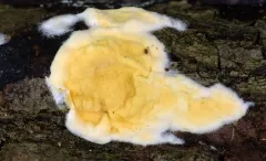 Trichoderma sulphureum thumbnail 1