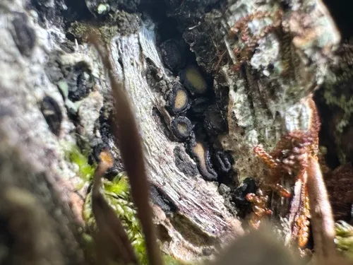 Pseudographis elatina