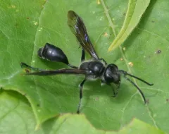 Eupathocera auripedis thumbnail 4