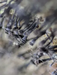 Frog Whiskers thumbnail 4