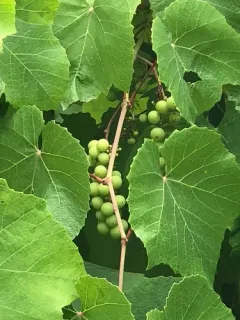 wine grape thumbnail 5