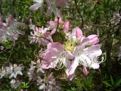 pinkshell azalea thumbnail 3