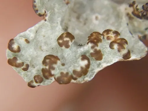 Tremella coppinsii