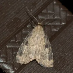 Masked Parahypenodes thumbnail 3
