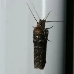 Striped Birch Pyralid Moth thumbnail 4