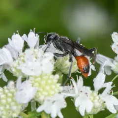 Parker's Thread-waisted Wasp thumbnail 2