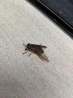 Devoted Horse Fly thumbnail 3
