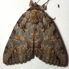 Bride Underwing thumbnail 2