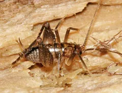 Short-legged Camel Cricket thumbnail 2