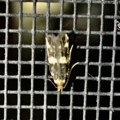 Scarce Obscure Moth thumbnail 3