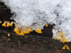Yellow Hat Jelly thumbnail 4