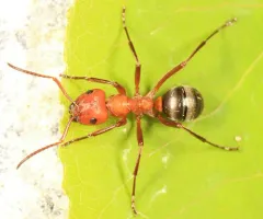 Ruddy Slave-making Ant thumbnail 2
