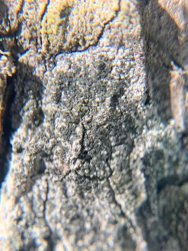 Buellia griseovirens