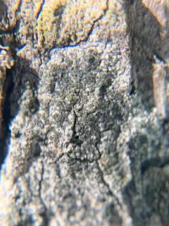 Buellia griseovirens thumbnail 1