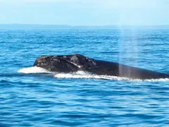 North Atlantic Right Whale thumbnail 3