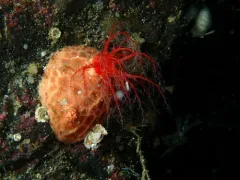 Vitreolina columbiana thumbnail 1