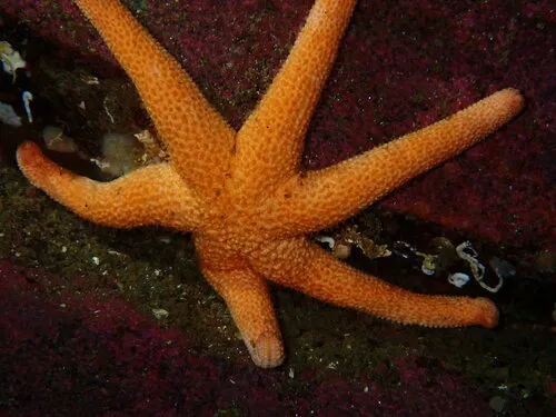 Long-spined Henricia