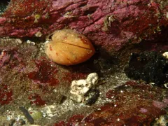 Vancouver Lampshell thumbnail 3