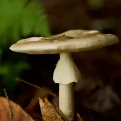 Brown American Star-footed Amanita thumbnail 1