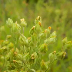 prairie cinquefoil thumbnail 2