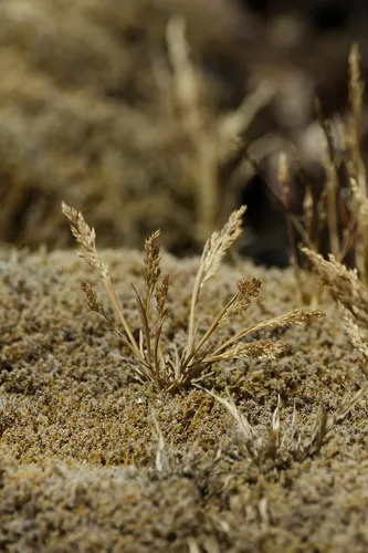 Ross' bentgrass