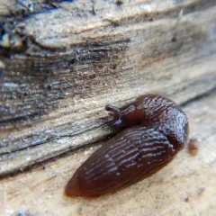 Meadow Slug thumbnail 2