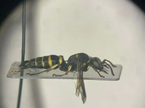 Hoplisoides placidus