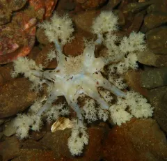 peppered sea cucumber thumbnail 4