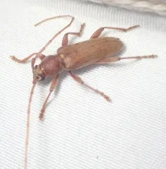 Pubescent Long-horned Beetle thumbnail 4