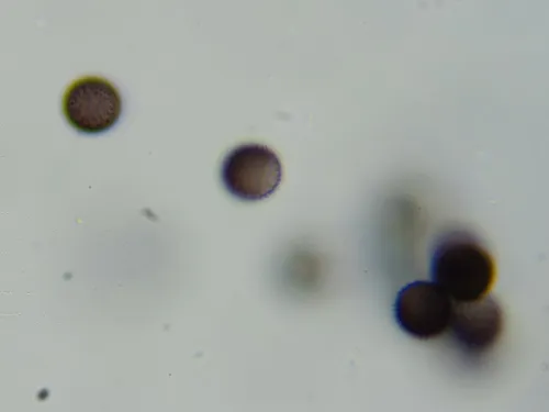 Physarum diderma