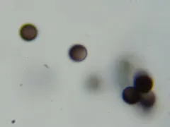 Physarum diderma thumbnail 1