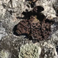Lesser Rocktripe thumbnail 3