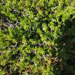 broom crowberry thumbnail 4