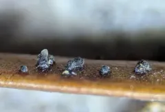 Rhizosphaera pini thumbnail 2