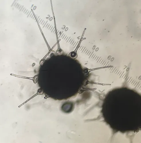 Phyllactinia fraxini