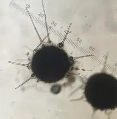 Phyllactinia fraxini thumbnail 1