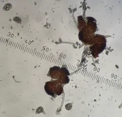 Erysiphe alphitoides thumbnail 2