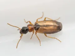 Philorhizus melanocephalus thumbnail 2