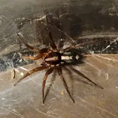 Western Parson Spider thumbnail 2