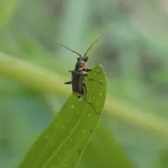 Axinotarsus pulicarius thumbnail 1