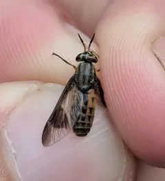 Striated Deer Fly thumbnail 2