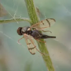 Knapweed Gall Fly thumbnail 1