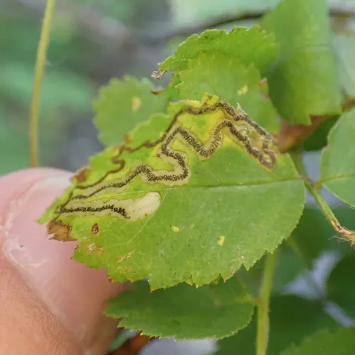 Rose Leaf Miner