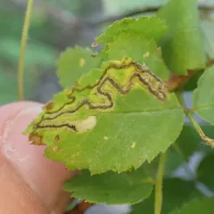 Rose Leaf Miner thumbnail 1